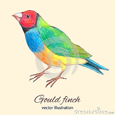 Gould finch vector illustration Vector Illustration