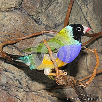 Gould`s finch or the rainbow finch Erythrura gouldiae Stock Photo