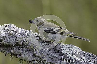 Gouldian finch Stock Photo