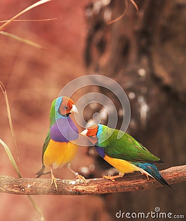 Gouldian Finch colorful bird on tree Stock Photo