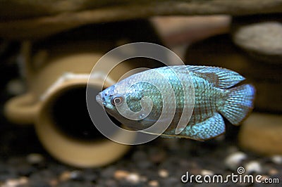 Gourami Fish Stock Photo