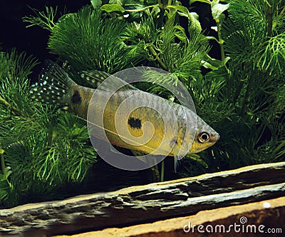Gourami Fish, trichogaster trichopterus Stock Photo