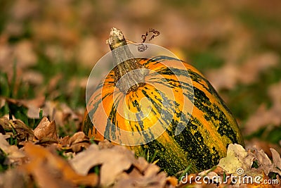 Gourd In A Garden Royalty Free Stock Images - Image: 301409