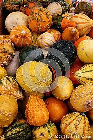 Gourds 5711 Stock Photo