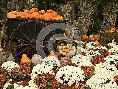 Gourds and Mums Stock Photo