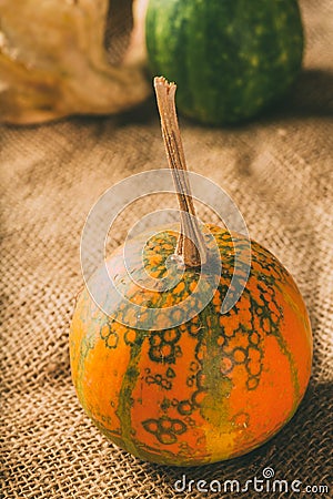 Gourds still life studio shot. Stock Photo