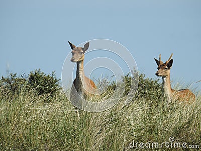 Gourp of deer on the grassy plains at the Amsterdam Water Supply Dunes Stock Photo