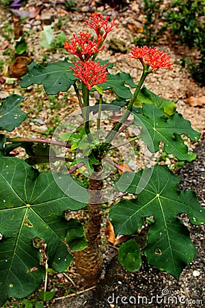 Gout Plant or Guatemalan Rhubarb Jatropha podagrica Stock Photo
