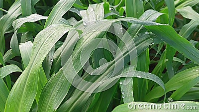 Gouttelettes d'eau sur les plantes de mil vert dans la nature macro. beaucoup de gouttes de rosée matinale brillent à la lumière d clips vidéos Gouttelettes d'eau sur les plantes de mil vert dans la nature macro. beaucoup de gouttes de rosée matinale brillent à la lumière d clips vidéos