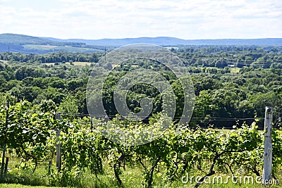 Gouveia Vineyards in Wallingford, Connecticut Stock Photo