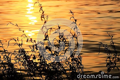 Goden river in sunset Stock Photo