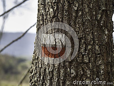 GR road marking mark on tree bark with autumn forest background Stock Photo