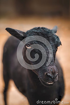 Graceful black sheep posing for the camera. Farm animal. Close-up photo Stock Photo