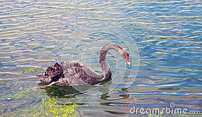 Graceful black swan swimming in a pond Stock Photo