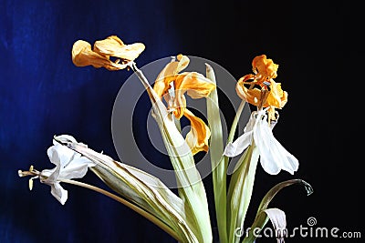 Graceful bouquet dried tulips flowers on a dark blue background. Picturesque dry yellow and white tulips. Stock Photo