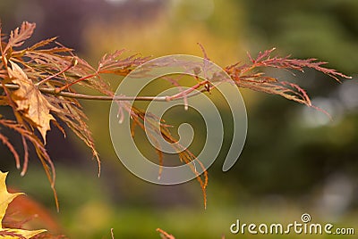 Graceful Branch. Stock Photo