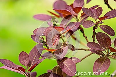 Graceful branches of Cotinus coggygria Royal Purple Rhus cotinus, the European smoketree with young purple leaves Stock Photo