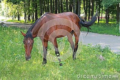 Graceful brown horse Stock Photo