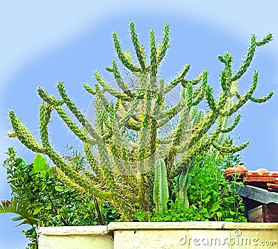 Graceful cactus. A cactus is a member of the plant family Cactaceae Stock Photo