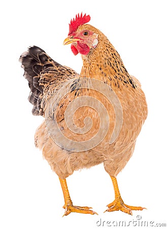 Graceful chicken laying hen, red color. Isolated.Series photos Stock Photo