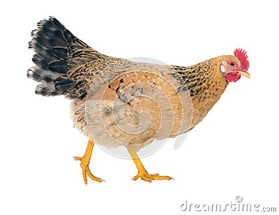 Graceful chicken laying hen, red color. Isolated.Series photos Stock Photo