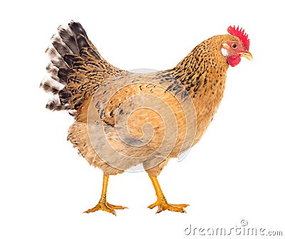 Graceful chicken laying hen, red color. Isolated.Series photos Stock Photo