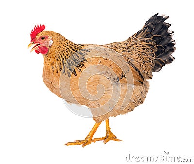 Graceful chicken laying hen, red color. Isolated.Series photos Stock Photo