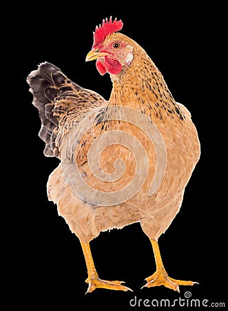 Graceful chicken laying hen, red color. Isolated.Series photos Stock Photo