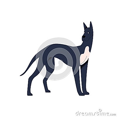 Graceful dog of Great Dane breed. Cautious bewared doggy looking suspicious, skeptical. Funny cute tall canine animal Vector Illustration