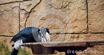 Graceful exotic bird Silver-winged Hornbill stands out with sleek black feathers captured in close-up Symbol of wild Stock Photo