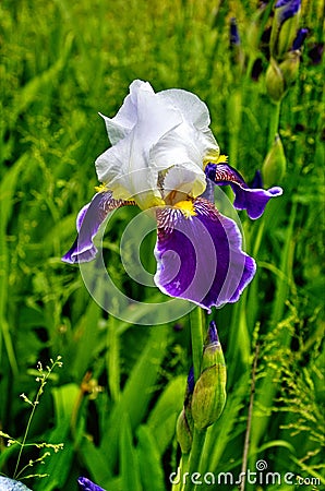 Graceful flowers of irises Stock Photo