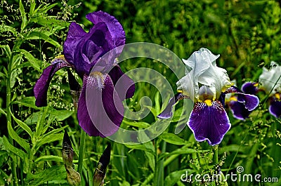 Graceful flowers of irises Stock Photo