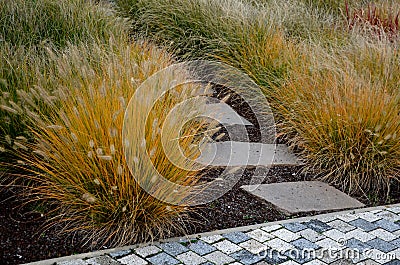 This graceful Fountain Grass remains a top favorite ornamental grass. Its lovely blush-colored bottlebrush plumes show up mid-summ Stock Photo