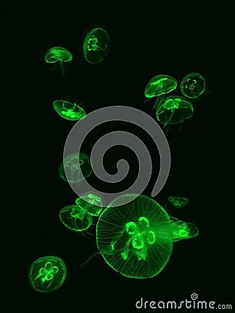 Graceful green jellyfish. Stock Photo