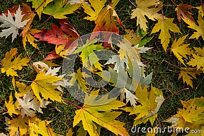 Graceful green, yellow and red leaves of Acer saccharinum on the green grass. Stock Photo