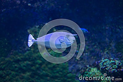 Graceful Naso annulatus (Whitemargin Unicornfish) Captured in Natural Aquatic Setting Stock Photo