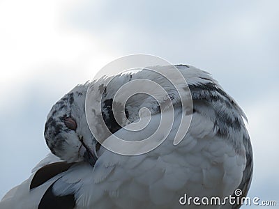 Graceful pigeon with closed eyes Stock Photo