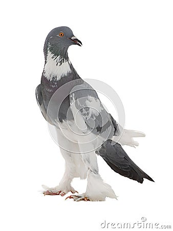 Graceful pigeon English Pouter isolated on white Stock Photo