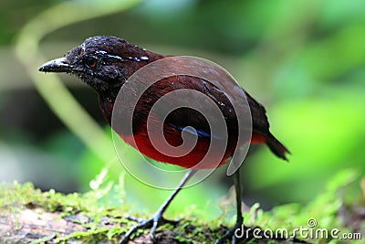 Graceful Pitta Stock Photo