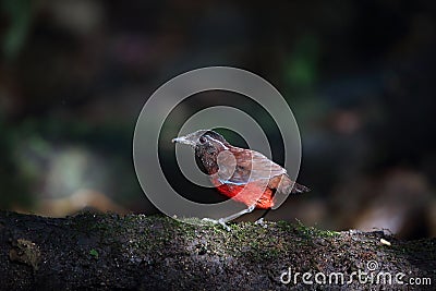 Graceful pitta Stock Photo