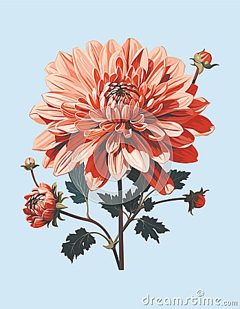 Graceful Red Chrysanthemum Blossom with Budding Buds and Lush Foliage. Vector Illustration