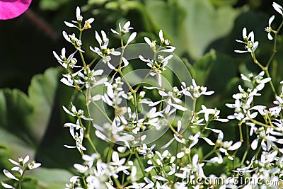 Graceful Sandmat Euphorbia hypericifolia plant wwith white flowers in garden Stock Photo