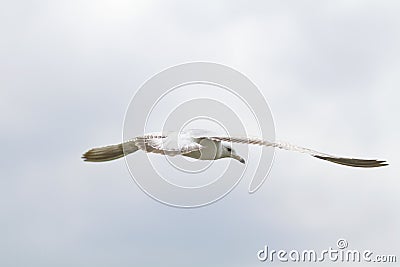 Graceful seagull Stock Photo
