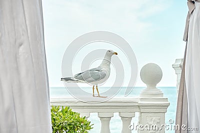 Graceful seagull stands on antique railing of hotel terrace Stock Photo