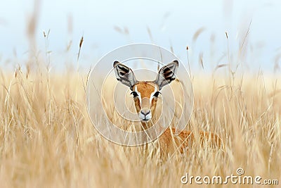 A graceful springbok antelope stands alert in a golden grassland savanna, its coat blending with the sunlit landscape. Wildlife Stock Photo