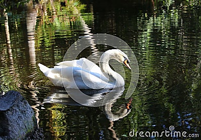 Graceful swan Stock Photo