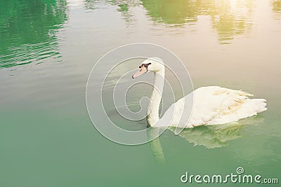 Graceful swan floating in the pan, pour the emerald green lake. Stock Photo