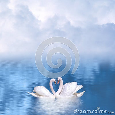 Graceful swans in love Stock Photo