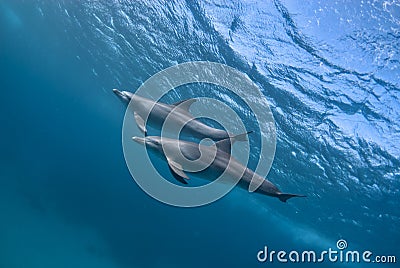 Graceful Swimmers: Two Bottlenose Dolphins in their Natural Habitat Stock Photo