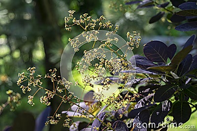 Graceful tiny flowers of Cotinus coggygria Royal Purple Rhus cotinus, the European smoketree against background Stock Photo